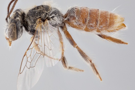 [(New genus) female (lateral/side view) thumbnail]